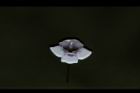 藍豬耳-花20.JPG
