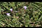 藍豬耳-花序00.JPG