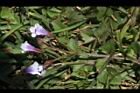 藍豬耳-花序03.JPG
