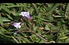 藍豬耳-花序05.JPG