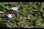 藍豬耳-花序06.JPG