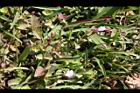 藍豬耳17.JPG