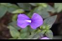 藍金花-花02.jpg