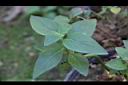 藍金花-葉序1.jpg