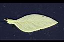 藍金花-葉背.jpg