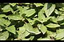 藍金花04.jpg