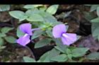 藍金花-花10.jpg