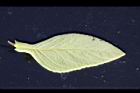 藍金花-葉背0.jpg