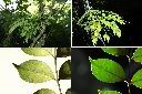 藤花椒-葉1.jpg