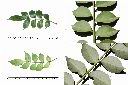 藤花椒-葉2.jpg