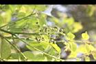 藤花椒-雌花序01.JPG