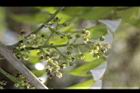 藤花椒-雌花序03.JPG