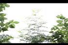 藤花椒10.jpg