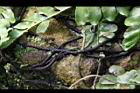 藤蕨-莖00.JPG