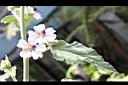藥蜀葵-花02.jpg