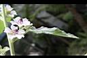 藥蜀葵-花03.jpg