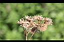 勝紅薊-實00.jpg