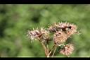 勝紅薊-實01.jpg