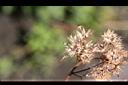 勝紅薊-實02.jpg
