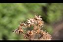 勝紅薊-實05.jpg