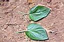 勝紅薊-葉1.jpg