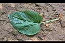 勝紅薊-葉正0.jpg
