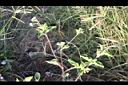 勝紅薊08.jpg