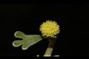 蘄艾-花22.JPG