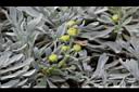 蘄艾-花序04.JPG