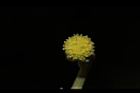 蘄艾-花14.JPG