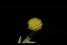 蘄艾-花15.JPG