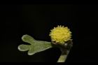 蘄艾-花20.JPG
