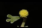蘄艾-花23.JPG
