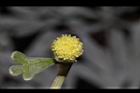 蘄艾-花24.JPG