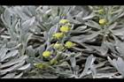 蘄艾-花序03.JPG
