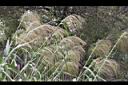 蘆竹-花序01.JPG
