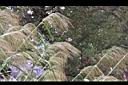 蘆竹-花序07.JPG
