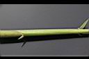 蘆竹-葉緣毛01.JPG