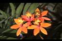 蘆莖樹蘭-花-橙紅12.JPG
