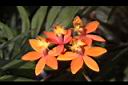 蘆莖樹蘭-花-橙紅13.JPG