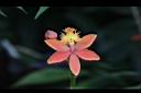 蘆莖樹蘭-花-橙紅16.JPG