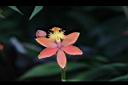 蘆莖樹蘭-花-橙紅18.JPG