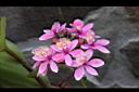 蘆莖樹蘭-花-粉紅02.JPG