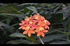 蘆莖樹蘭-花-橙紅00.JPG