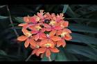 蘆莖樹蘭-花-橙紅01.JPG