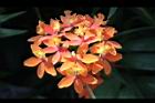蘆莖樹蘭-花-橙紅02.JPG