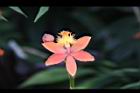 蘆莖樹蘭-花-橙紅19.JPG