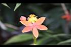蘆莖樹蘭-花-橙紅20.JPG