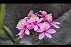 蘆莖樹蘭-花-粉紅01.JPG