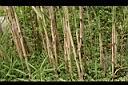 蘆葦-莖0.jpg
